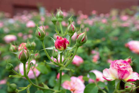 Pink roses in the garden. Close-up. Selective focus.の写真素材