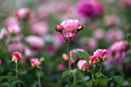 Roses in the garden, Roses are beautiful with a beautiful sunny day.の写真素材