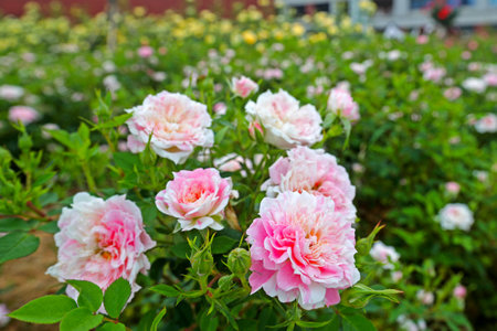 Pink and white roses blooming in the garden. Nature background.の写真素材