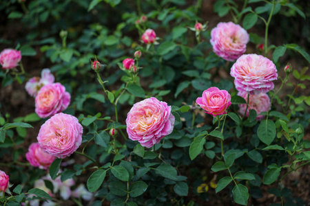 Beautiful pink roses in the garden, Roses are beautiful with a beautiful sunny day.の写真素材