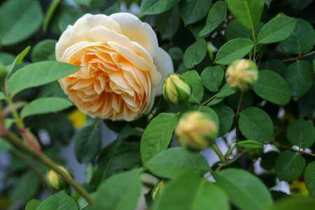 Yellow rose with buds and leaves in the garden, close-upの写真素材