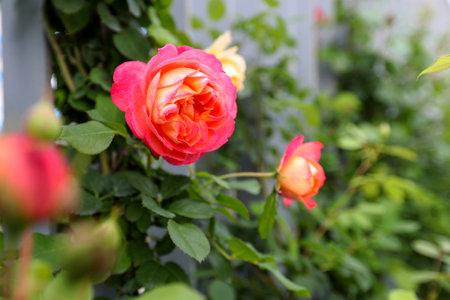 Beautiful roses in the garden, Roses are beautiful with a beautiful sunny day.の写真素材