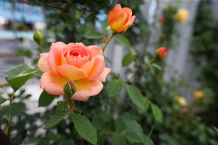 Roses in the garden, Roses are beautiful with a beautiful sunny day.の写真素材