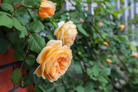 Beautiful orange roses on a background of green leaves in the gardenの写真素材