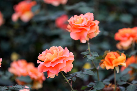 Orange rose in the garden, Roses are beautiful with a beautiful sunny day.の写真素材