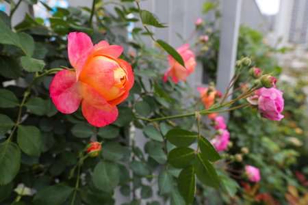 Beautiful roses in the garden, Roses are beautiful with a beautiful background.の写真素材