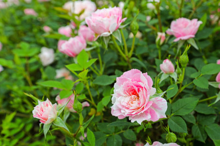 Pink and white roses in the garden, Roses are blooming.の写真素材