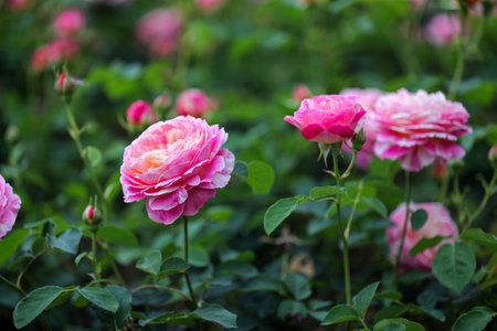 Roses in the garden, Roses are beautiful with a beautiful sunny day.の写真素材
