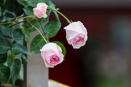 pink and white roses in the garden on blur background, shallow depth of fieldの写真素材