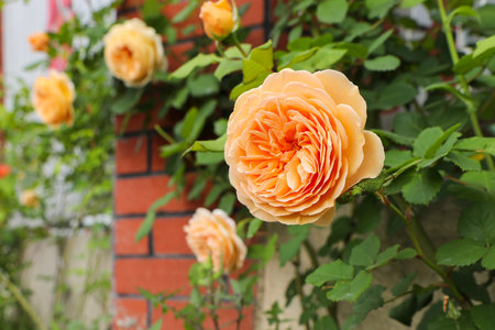 Beautiful orange rose in the garden on a background of brick wallの写真素材