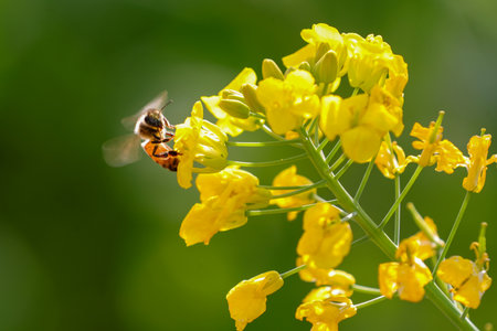 rapeseed flowers and bee on green background, macro photo with shallow depth of fieldの写真素材