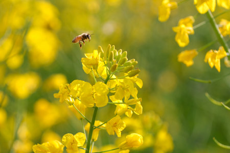 A bee on a yellow flower of a canola in the fieldの写真素材