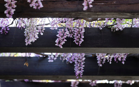 Wisteria flowers on the roof of the house in the gardenの写真素材