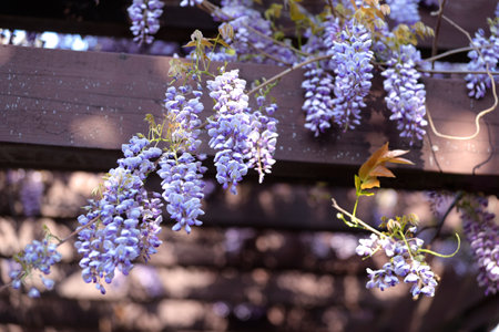 Purple wisteria blooming in a garden in spring.の写真素材