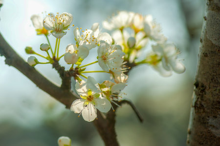 White flowers on the branches of a pear tree. Spring background.の写真素材