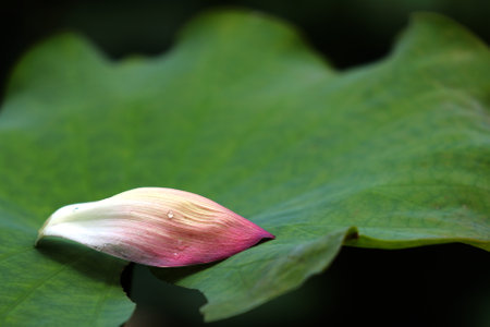 Lotus flower and leaf in the pond. Shallow depth of field.の写真素材