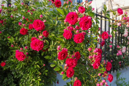Beautiful red roses growing in the garden on a sunny day.の写真素材