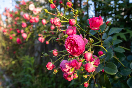 Beautiful roses in the garden on a sunny day. Shallow depth of field.の写真素材
