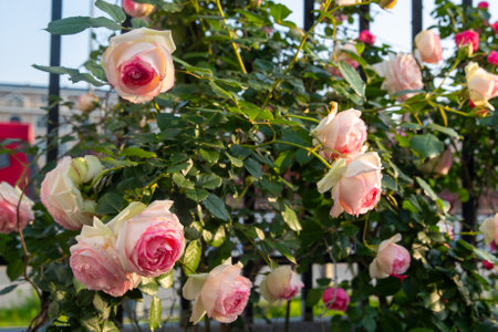 Pink and white roses in a rose garden.の写真素材
