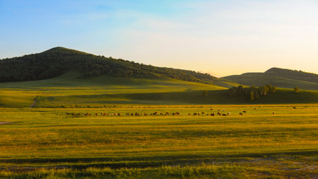 Mongolian grassland in the evening light, Mongolia.の写真素材