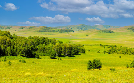 Meadow on the hillside with green trees and blue skyの写真素材