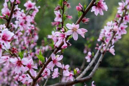 Peach blossom in spring, close-up of pink flowersの写真素材
