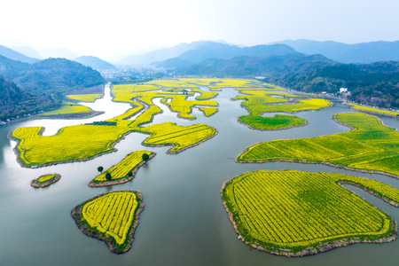 Aerial view of rape fields in Taojiang, Linhai City, Zhejiang Province, China.の写真素材