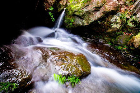 Waterfall in the forest with green plants and rocks in the foreground