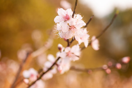 Peach blossoms in the garden. Selective focus.