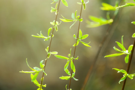 Willow branches with tender green leaves in a blurred background, shallow depth of field