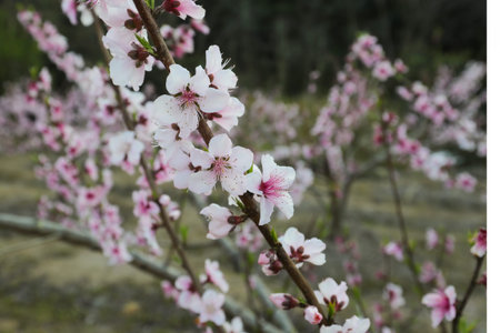 Peach blossom in spring, close-up of the flowers