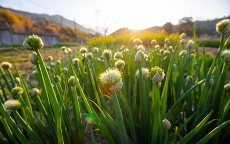onion flower blooming in the garden with sun light at sunset