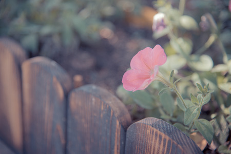 Flowerの写真素材