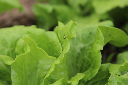 Bug on the vegetableの写真素材