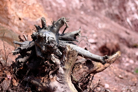 Branchの写真素材