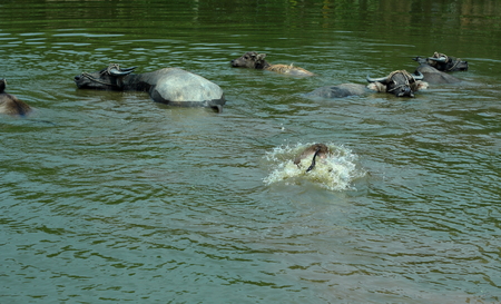 Buffaloの写真素材