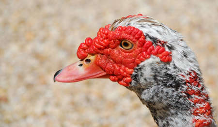 A strange looking duck that looks kind of like a turkey.の写真素材
