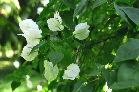 White bougainvillea flower on a bush close-up. Blank, place for text.の写真素材