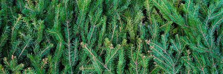 Poster of beautiful spruce branches. Top view, close up. Place for a congratulation or lettering.
