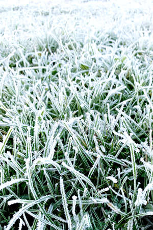 Green grass covered with frost. The phonus is in the foreground. The distant shot is blurry. Close-up. Background for your design or lettering.の写真素材