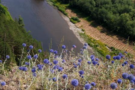blue flowers on a cliffの写真素材