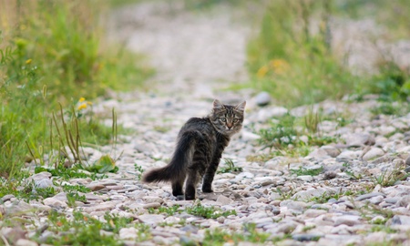  Village kitten away from homeの写真素材