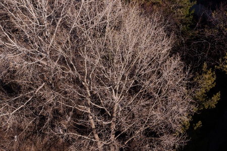 spring tree with no leaves. top viewの写真素材