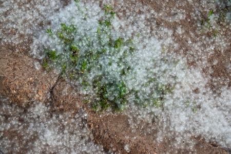 lying on the ground white poplar fluffの写真素材