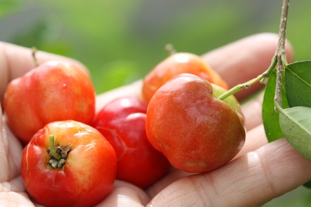Fruits