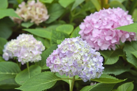Hortensia in the gardenの写真素材