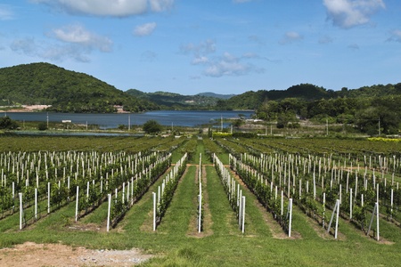 Grape plantの写真素材