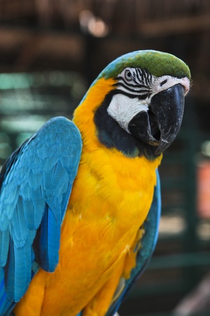 Colorful blue parrot macaw