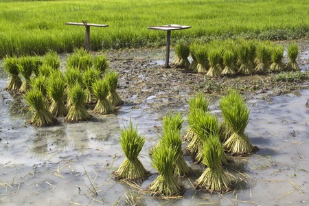 fields riceの写真素材