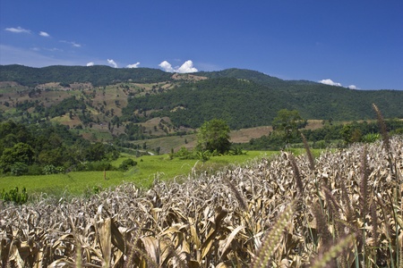 dry corn fieldの写真素材